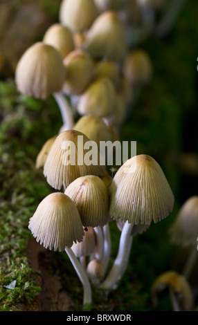 Glitzernde Tinte-Cap (Coprinus Micaceus) auf zerfallenden Holz Stockfoto