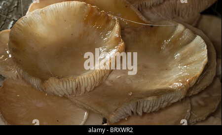 Oudmansiella Mucida (Porzellan Pilz) wächst auf einer gefallenen Buche Stockfoto