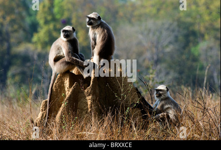 Languren grau / Semnopithecus Entellus Stockfoto
