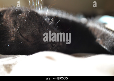 Nahaufnahme von einem schlafenden schwarzes Kätzchen auf einem Bett mit der Sonne reflektiert ihr Fell. Stockfoto