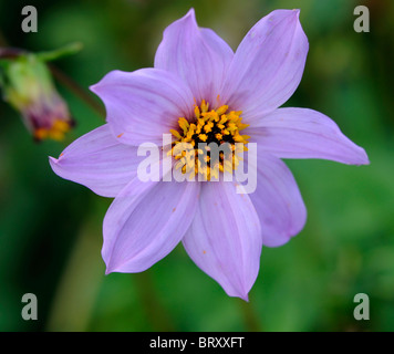 Dahlia Merckii rosa-lila lila Einzelblüten Arten verschiedene Art Blume Blüte Blüte Stockfoto