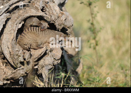 Zebramangusten (Mungos Mungo) in einem toten Baumstamm Stockfoto