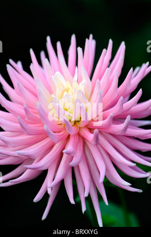 Dahlie rosa Prinzessin semi-Kaktus rosa Blume Blüte Blüte Vielzahl Hybrid Farbe Farbe Stockfoto