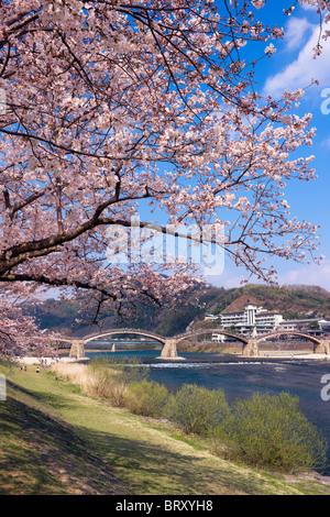 Kintai Brücke und Kirschblüten, Präfektur Yamaguchi, Honshu, Japan Stockfoto