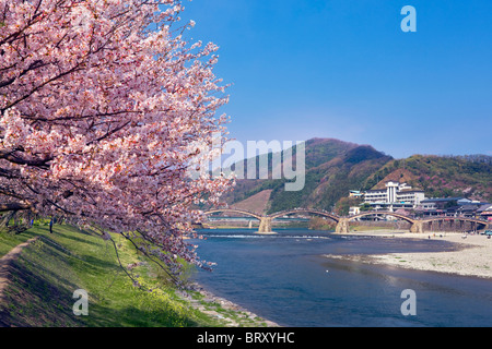 Kintai Brücke und Kirschblüten, Präfektur Yamaguchi, Honshu, Japan Stockfoto