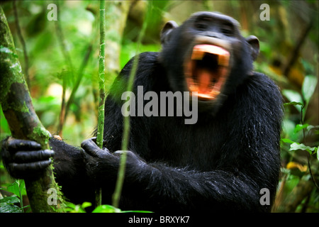 Shout. Eine Schimpanse, sitzen in einem Dickicht von Grünholz, schreit laut und mit Angst Stockfoto