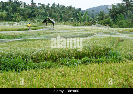 Vogel Netze schützen Reife Reisfelder, Bali, Indonesien Stockfoto