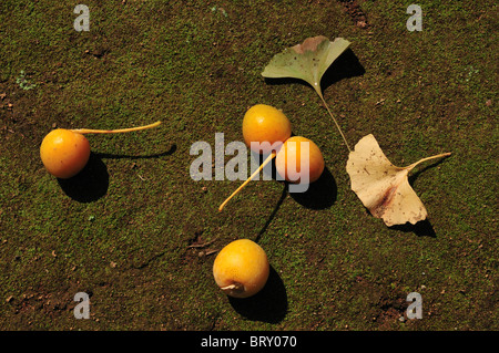 Gingko Muttern und Blätter auf dem Boden Stockfoto