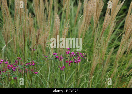 Bush Klee und Japanische Silber Gras in das Feld Stockfoto