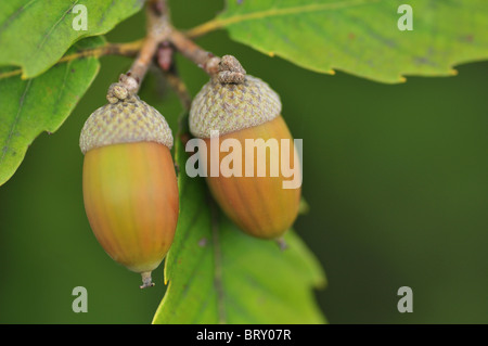 Eicheln auf Konara Eiche (Quercus serrata Thunb.), der Präfektur Chiba, Honshu, Japan Stockfoto