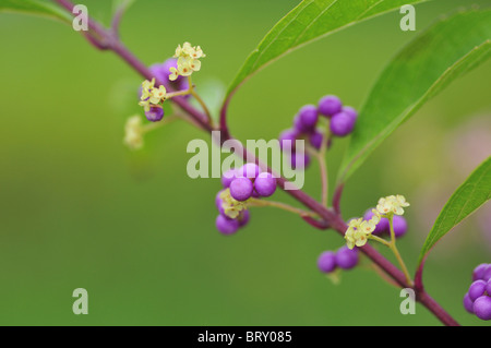 Lila Beautyberries (Callicarpa dichotoma), Präfektur Chiba, Honshu, Japan Stockfoto