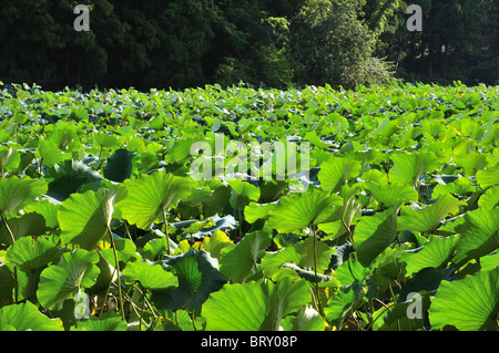 Lotus Blätter im Teich, Präfektur Chiba, Honshu, Japan Stockfoto