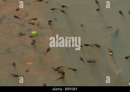 Kaulquappen schwimmen im Wasser, Präfektur Chiba, Honshu, Japan Stockfoto