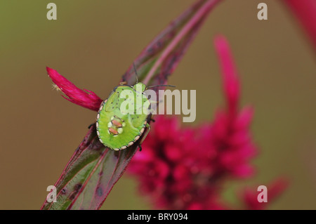 Grüne schild Bug auf Blatt, Präfektur Chiba, Honshu, Japan Stockfoto