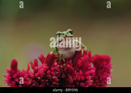 Japanischer Laubfrosch (Hyla japonica) auf Blumen, Präfektur Chiba, Honshu, Japan Stockfoto