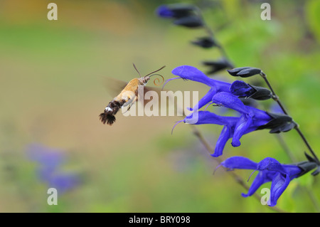 Hummingbird Tabakschwärmer fliegen in der Nähe von Blumen, Präfektur Chiba, Honshu, Japan Stockfoto