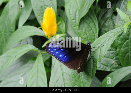 Gestreifte blaue Crow (Euploea mulciber) auf Blatt, Hyogo Präfektur, Honshu, Japan Stockfoto