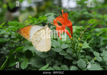 Große Orange Tip (Hebomoia glaucippe) auf Blume, Hyogo Präfektur, Honshu, Japan Stockfoto