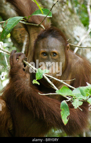 Junge männliche Orang-Utan, Borneo, Indonesien Stockfoto