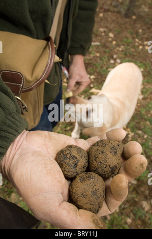 Trüffelsuche in Frankreich. Mann mit Trüffel, die nur in der Nähe von Avignon mit Trüffelhund im Hintergrund gefunden wurden. Stockfoto