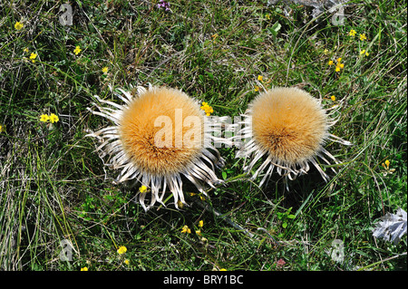 Silberdistel - stammlose Carline Thistle (Carlina Acaulis) trockene Blumen aus dem vergangenen Sommer Stockfoto