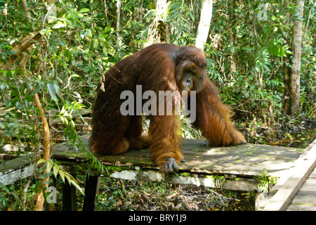 Männlichen Orang-Utan im Camp Leakey, Borneo, Indonesien Stockfoto