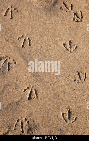 Möwe-Spuren am Strandsand Stockfoto