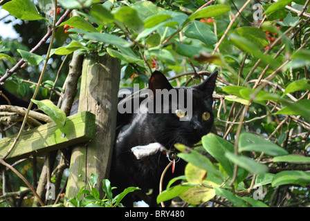Kleines schwarzes Kätzchen auf einem Gitter umgeben von grünen Blättern und roten Beeren. Stockfoto