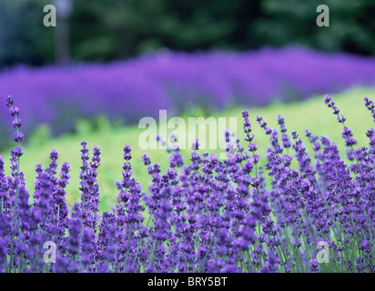 Bereich der Lavendel, Differential, Stadt Sapporo, Hokkaido Prefecture, Japan Stockfoto