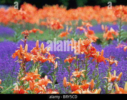 Bereich der Lavendel und Lilien, Differential, Stadt Sapporo, Hokkaido Prefecture, Japan Stockfoto