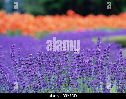 Bereich der Lavendel und Lilien, Differential, Stadt Sapporo, Hokkaido Prefecture, Japan Stockfoto