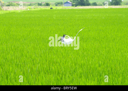 Vogelscheuche im Reisfeld, Hokkaido Prefecture, Japan Stockfoto