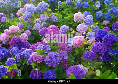 Hortensienblüten, Hokkaido Prefecture, Japan Stockfoto