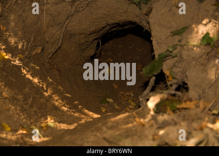 Eingang zu einem Dachse setzen auf eine Art Reserve in Herefordshire Landschaft Stockfoto