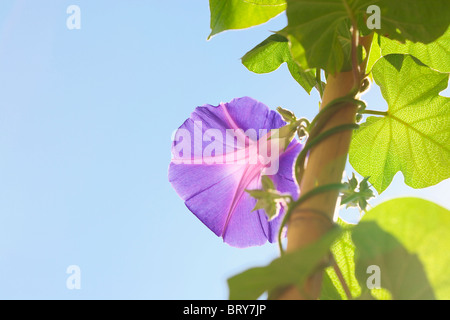 Morning Glory gegen Himmel, blauen Hintergrund, der Präfektur Kanagawa, Japan Stockfoto