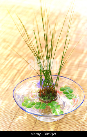 Wasserpflanzen und vier blätterte Klee in Glasschale, die Präfektur Kanagawa, Japan Stockfoto