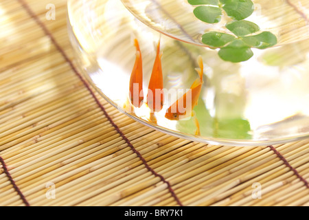 Vier blätterte Klee und Goldfisch im Glas Schüssel, Nahaufnahme, Präfektur Kanagawa, Japan Stockfoto