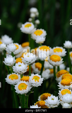 Ammobium Alatum "Bikini" geflügelte ewigen weißen und gelben kleinen runden dünnen schmalen Stiel Stiel Blütenstruktur Stockfoto