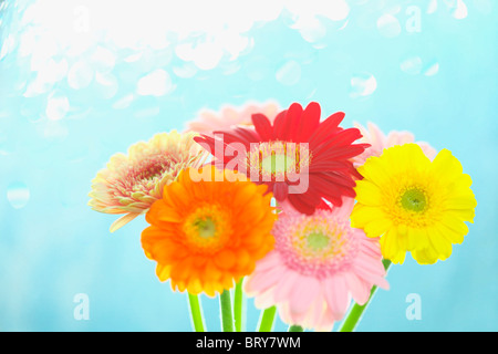 Gerbera Daisies Stockfoto