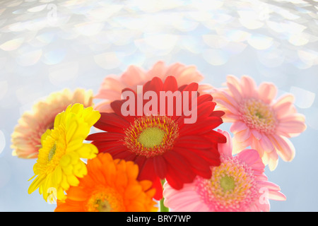 Gerbera Daisies Stockfoto