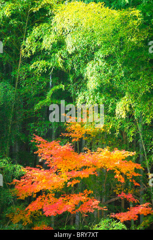 Bamboo Grove und Japanischer Ahorn Baum Stockfoto