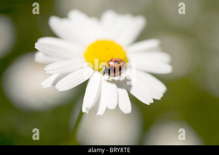 Marienkäfer auf Ox-eye Gänseblümchen (Chrysanthemum leucanthemum) Stockfoto