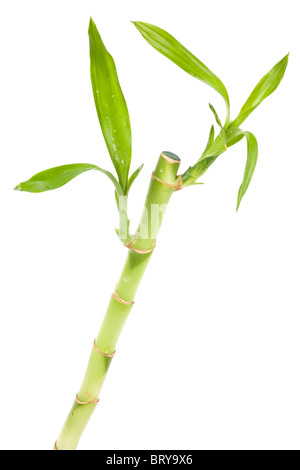 Lucky Bamboo mit weißem Hintergrund Stockfoto