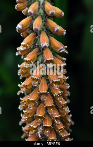 Fingerhut Digitalis Parviflora Blume Blüte Blüte Nahaufnahme Detail Makro Nahaufnahme Stockfoto