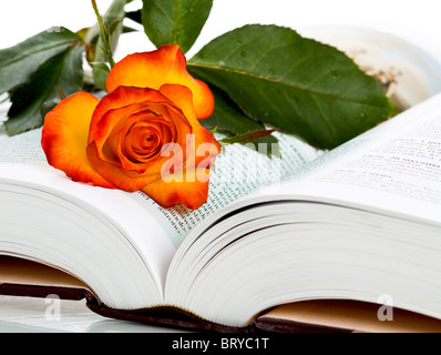 Rose auf offenes Buch Stockfoto