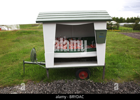 VERKAUF VON TOMATEN ANGEBAUT IN DER GEOTHERMIE VERSORGT TREIBHÄUSER AUF REYKHOLT PLAIN, EUROPA, ISLAND Stockfoto