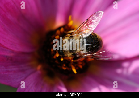 Honig Biene Fütterung füttern Getränk trinken Nektar Pollen Bestäubung Bestäubung einzelne einsame eine Dahlie Blume Blüte Blüte lila Stockfoto