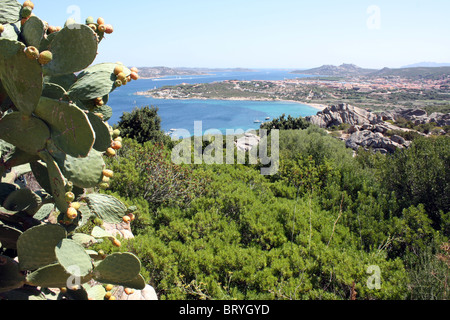 Kaktusfeigen wachsen oberhalb Porto Rafael Palau Sardinien Italien Stockfoto