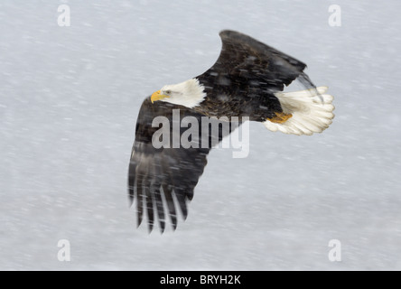 Adler im Flug während der ordentlichen Schneesturm am Strand von Katchemak Bay in der Nähe von Homer, Alaska Stockfoto