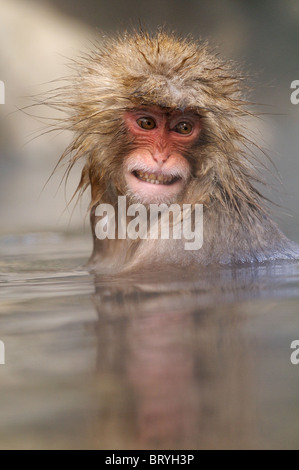 Junge japanische Makaken AKA Snow Monkey am Jigokudani Hotspring in den Bergen in der Nähe von Nagano, Honshu, Japan Stockfoto